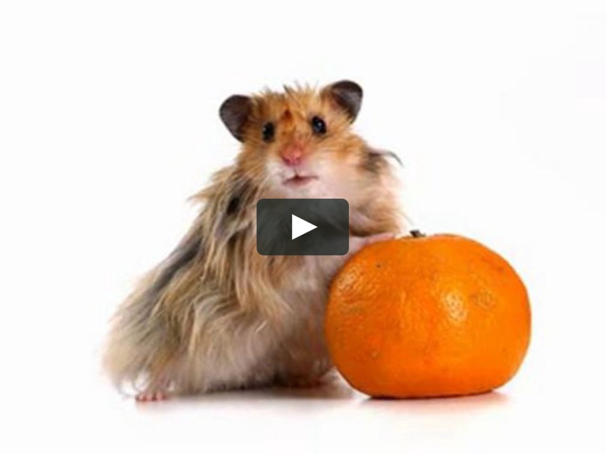 Хомячки джунгарики