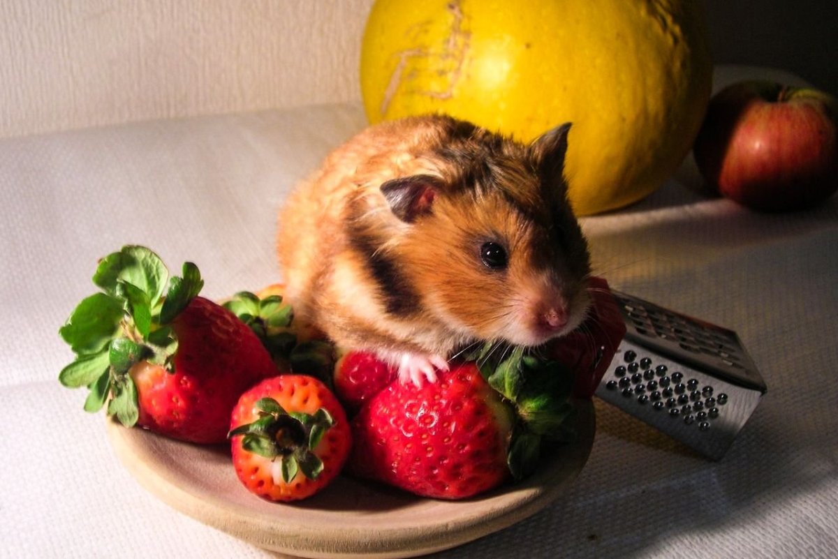 Джунгарский (Сунгурский) хомяк