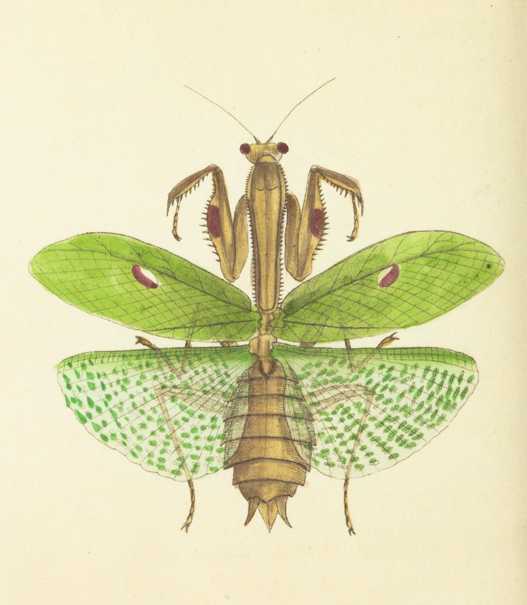 Египетские насекомые прозрачные