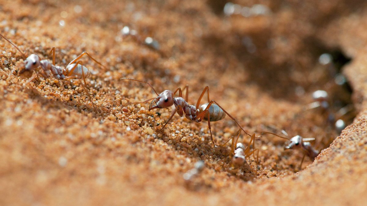 Cataglyphis bombycina