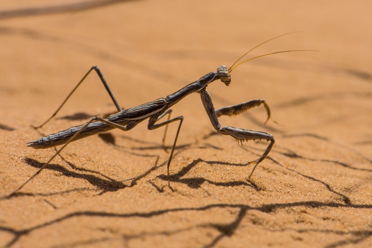 Богомол боливария короткокрылая