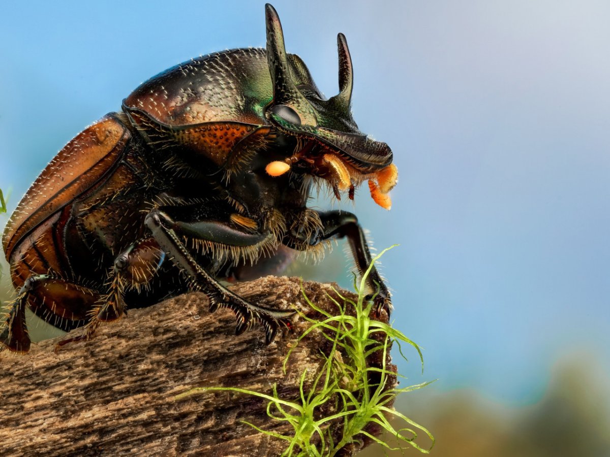 Скоробейник Жук