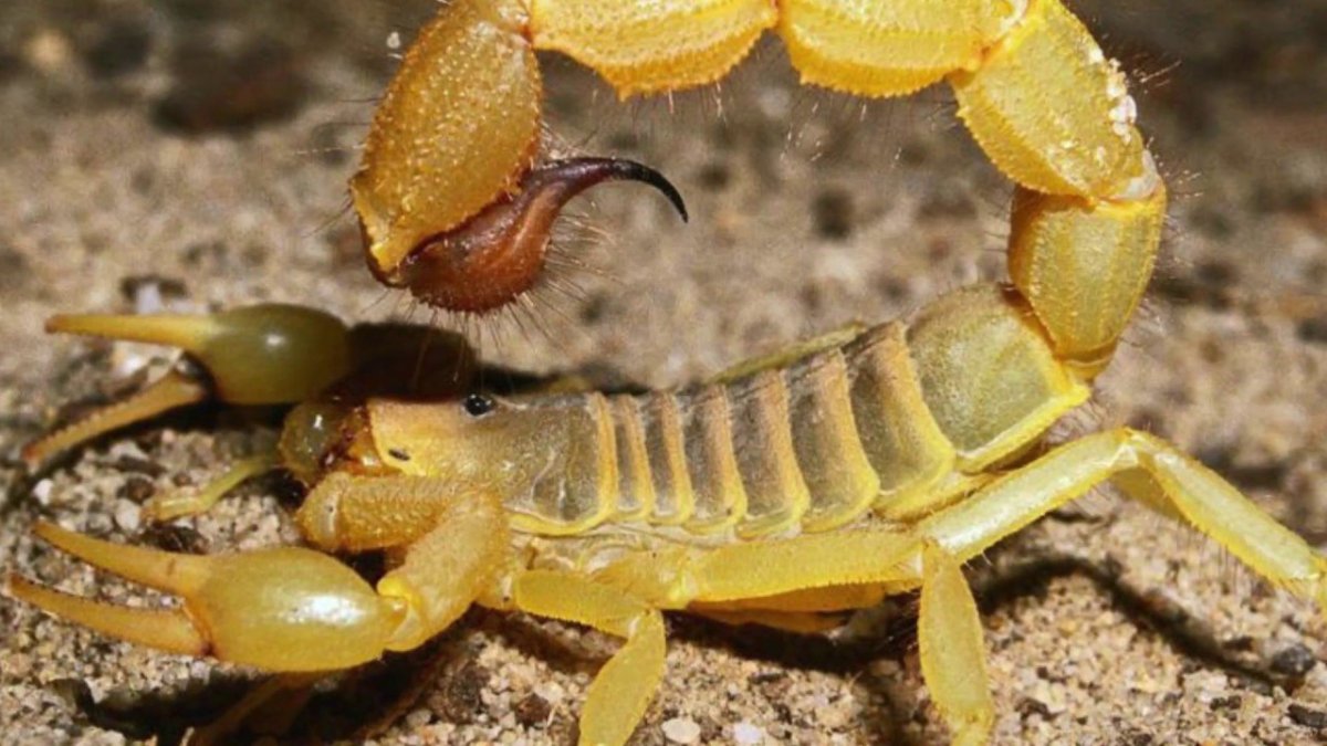 Живность в Египте насекомые