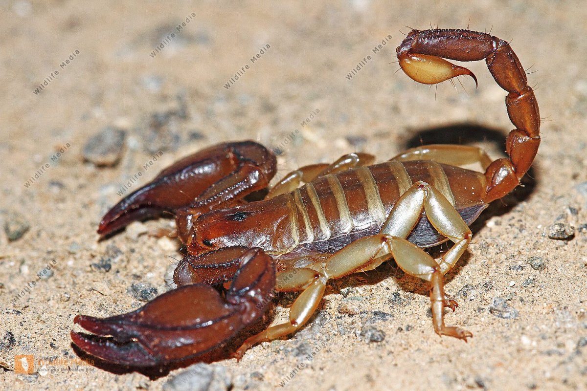 Стрипедтальский Скорпион