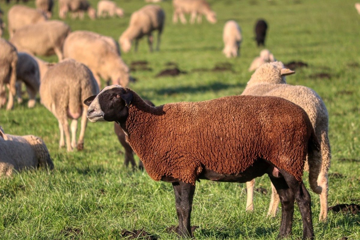 Сараджинская порода овец