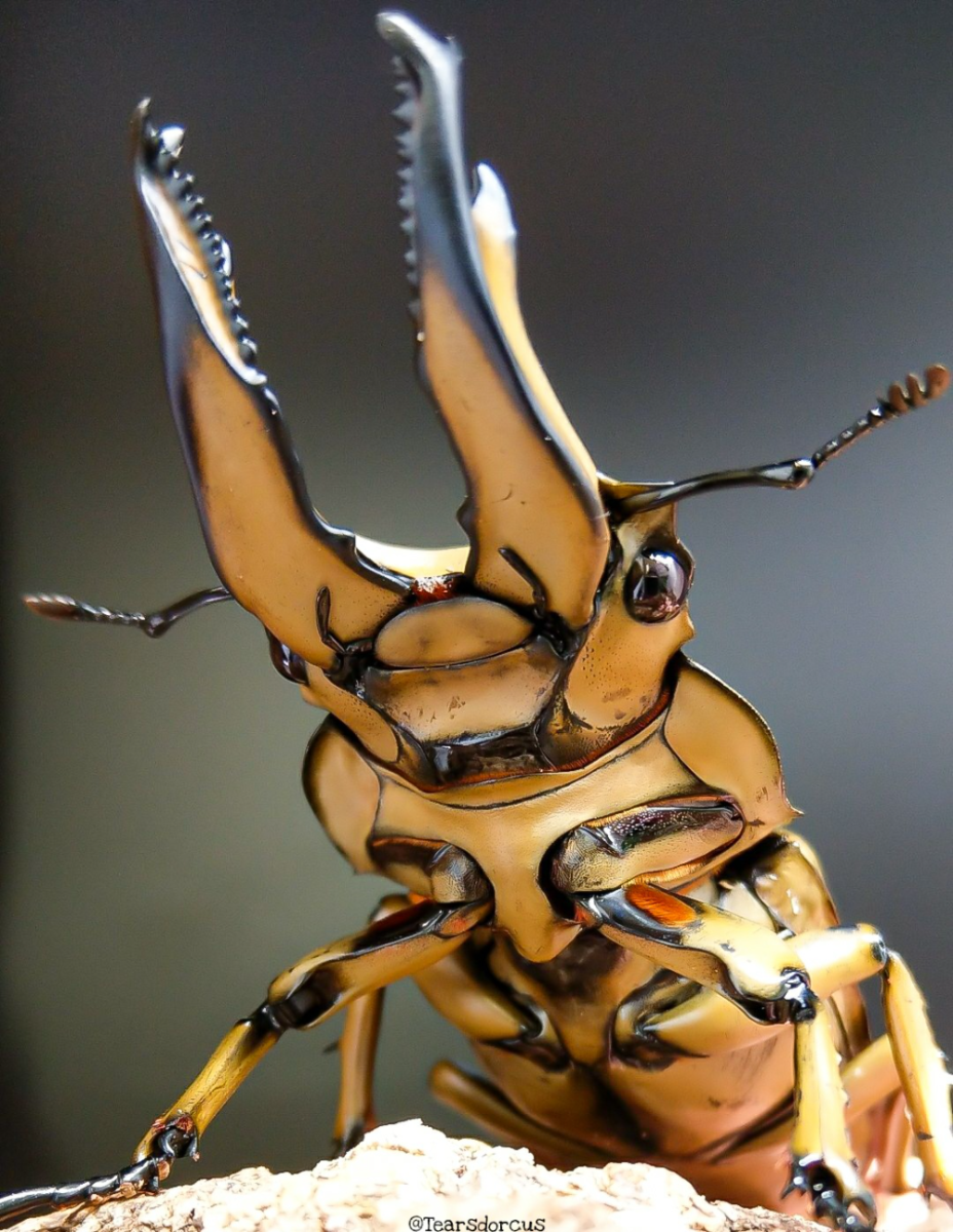 Насекомые Египта