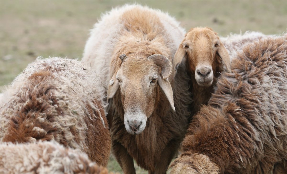 Сараджинская порода овец