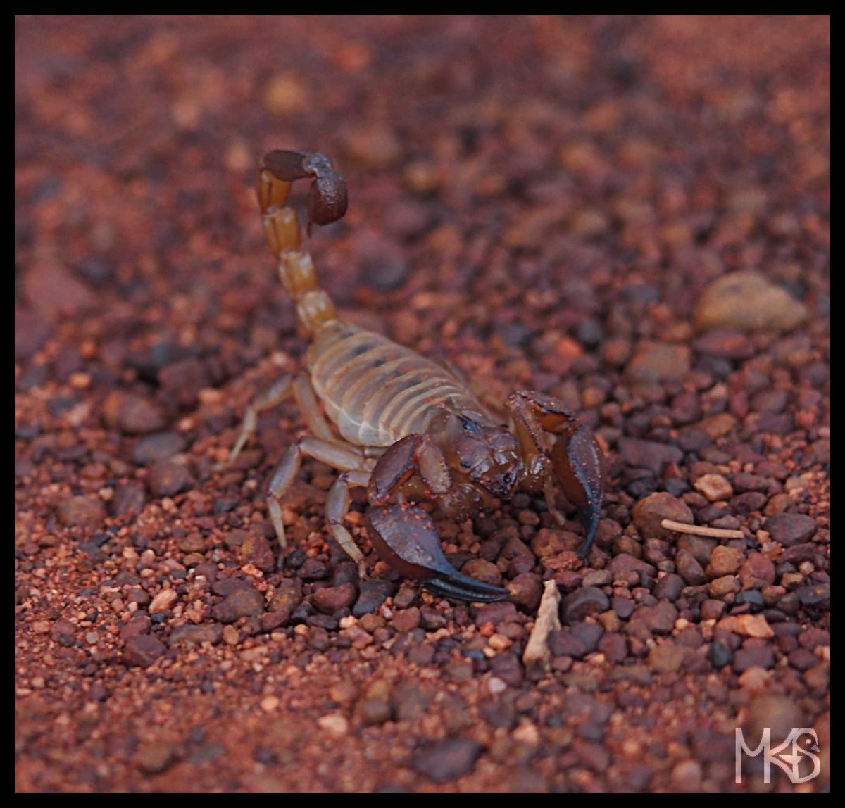 Аризонский древесный Скорпион