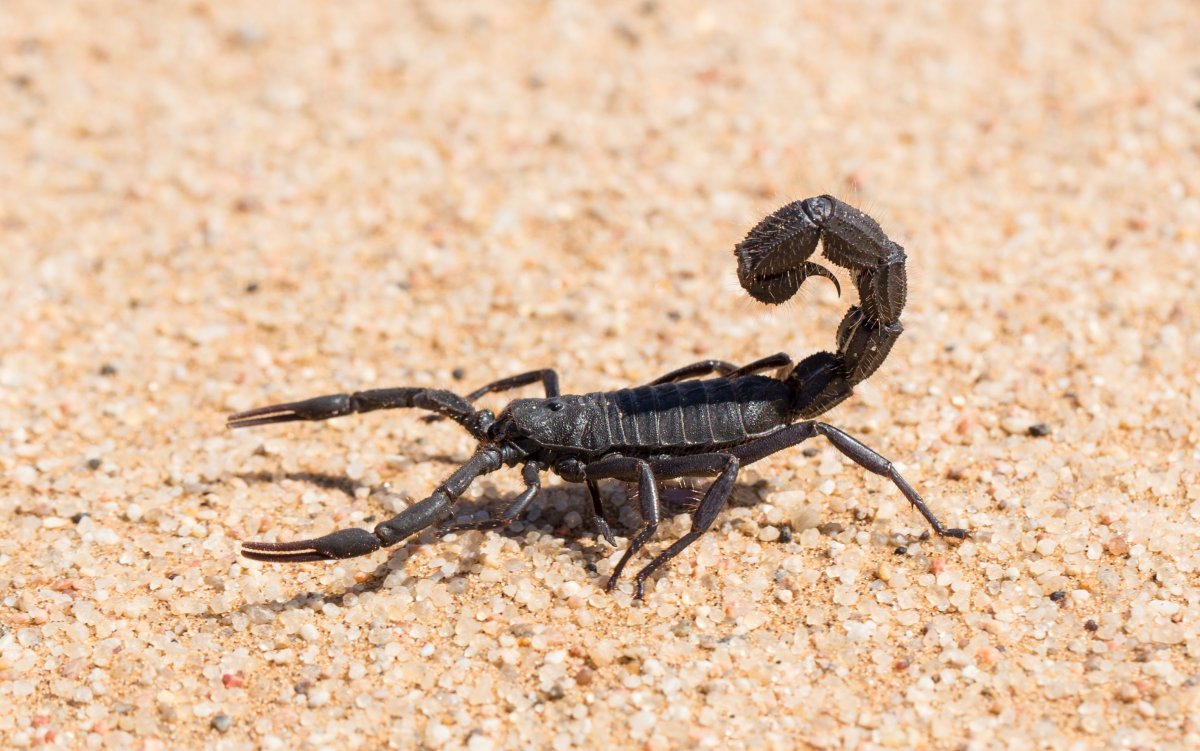 Черное насекомое похожее на скорпиона