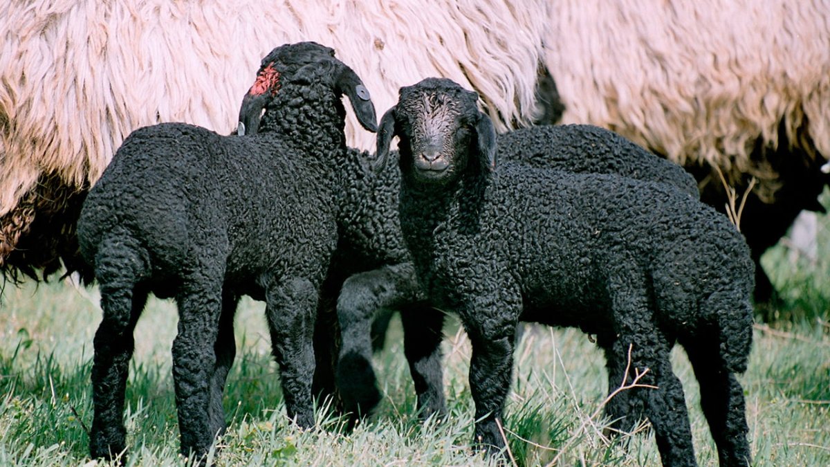 Караульскаяпорода овец