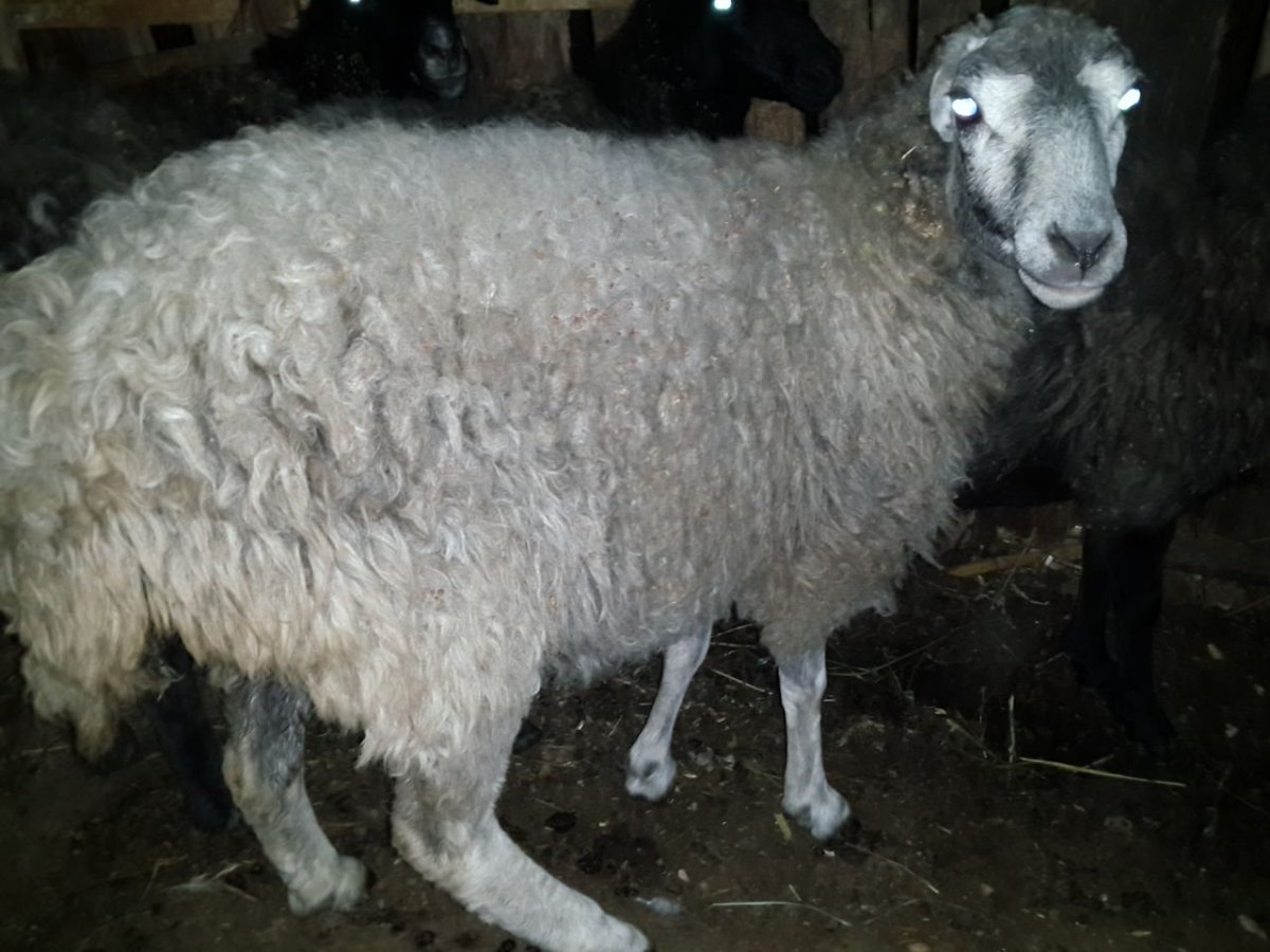 Баран каракульской породы