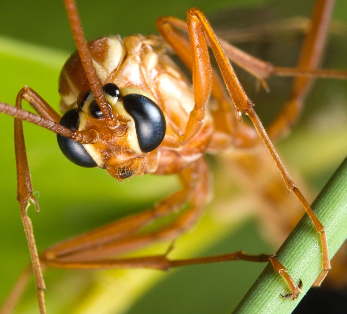 Ophion насекомое