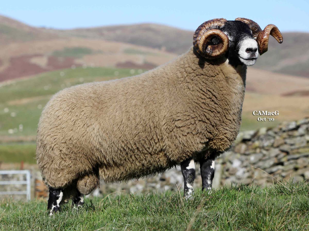 Шотландская черноголовая порода овец