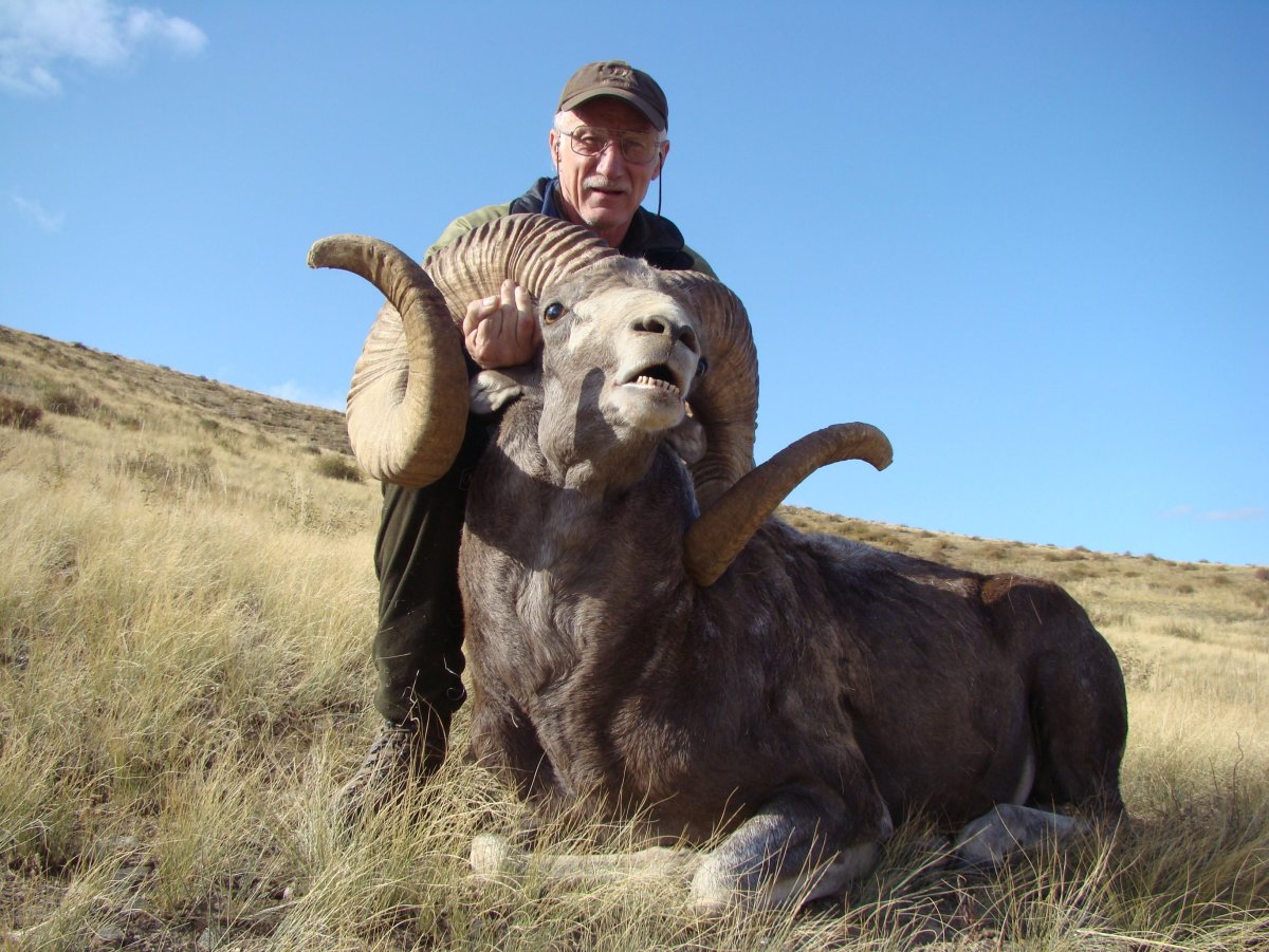 Горный Гиссарский баран