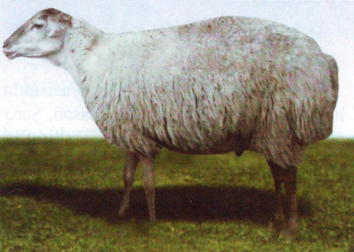 Балбас порода овец