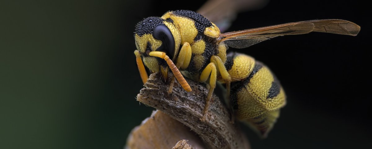 Милые насекомые Египта