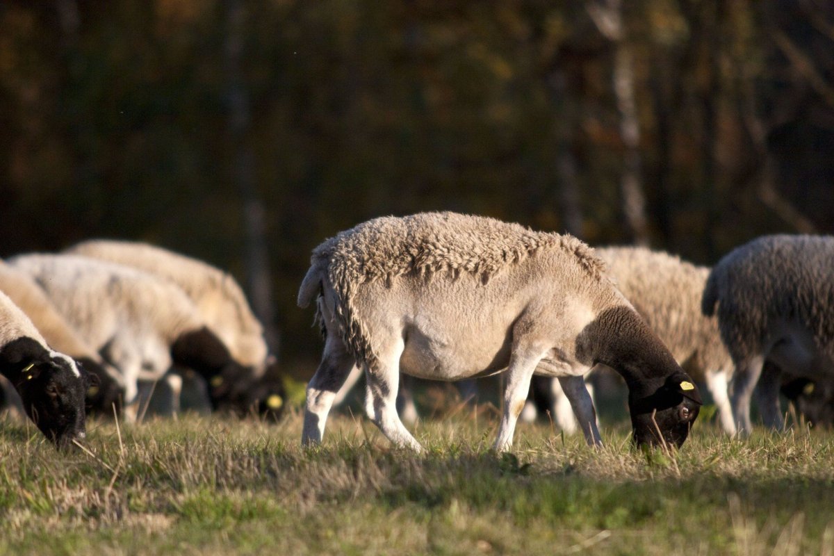 Северокавказская порода овец