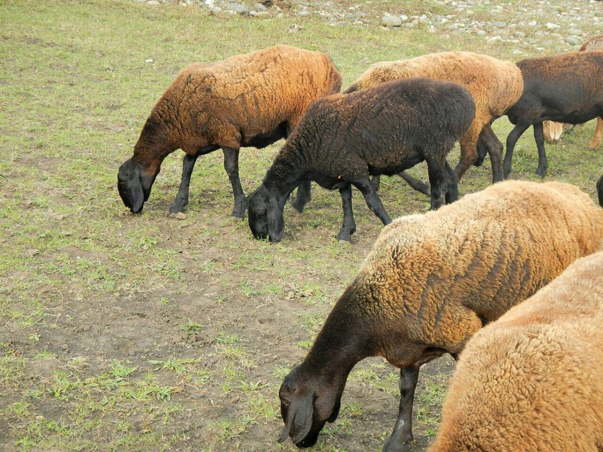 Саржинская парода Баранов