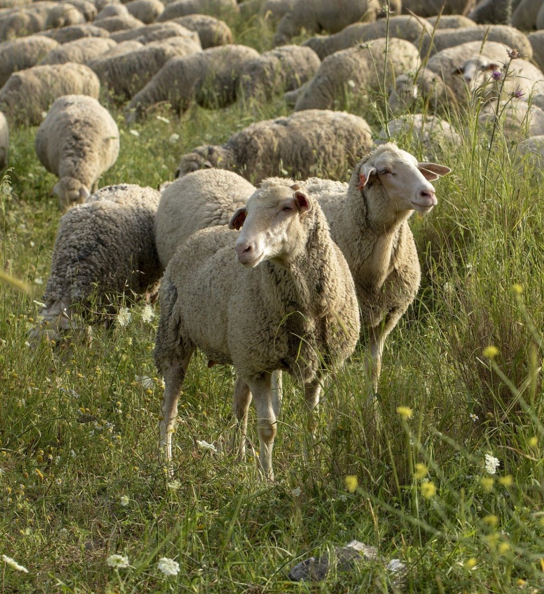 Кулундинская порода овец