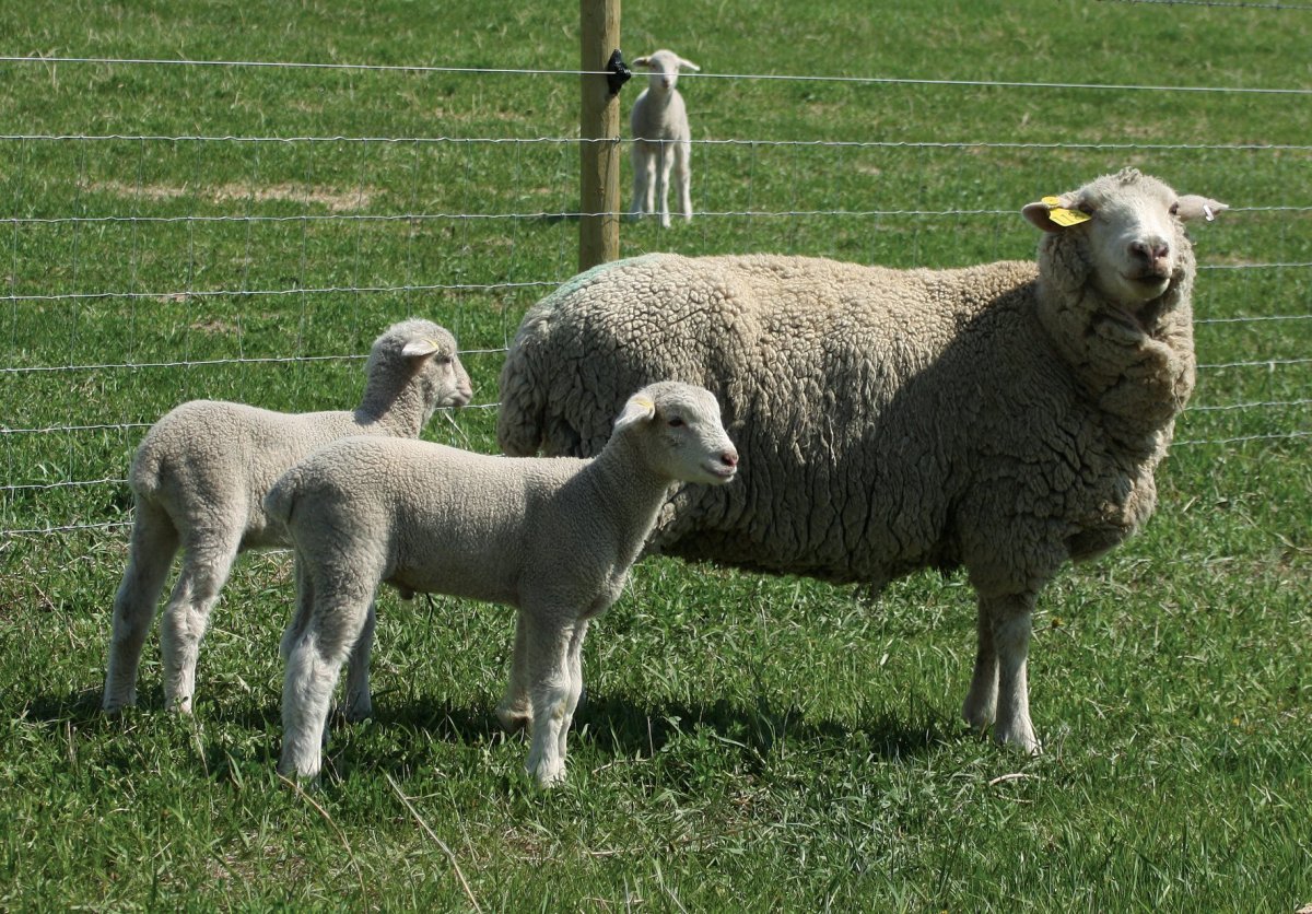 Асканийская порода овец