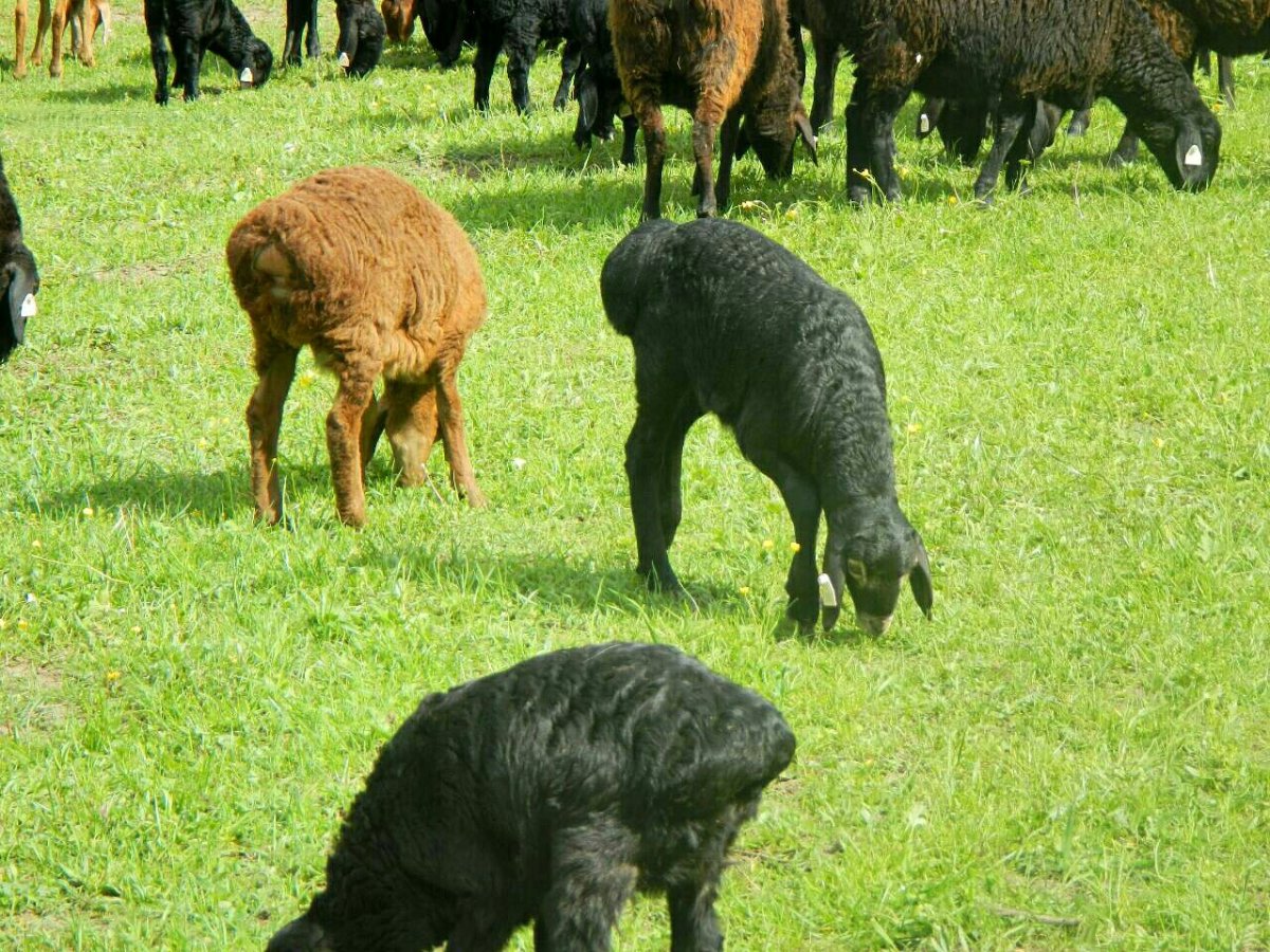 Гиссарская порода овец