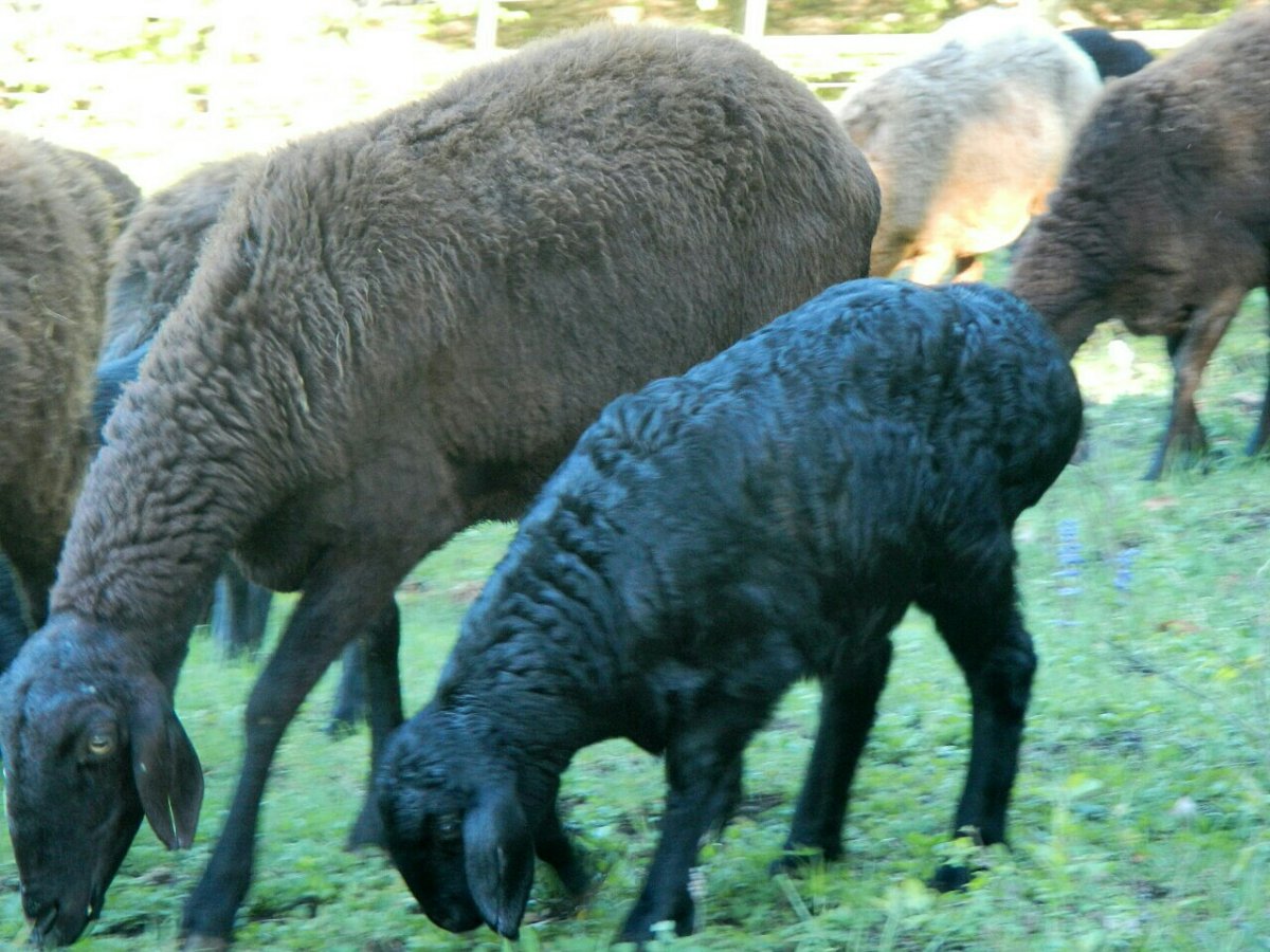 Балбас порода овец