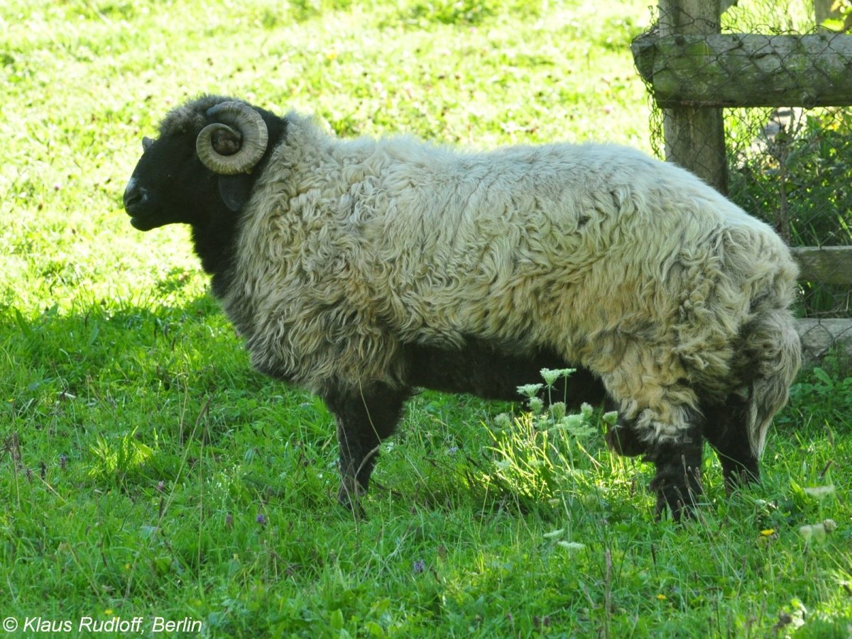Каракулевая порода овец