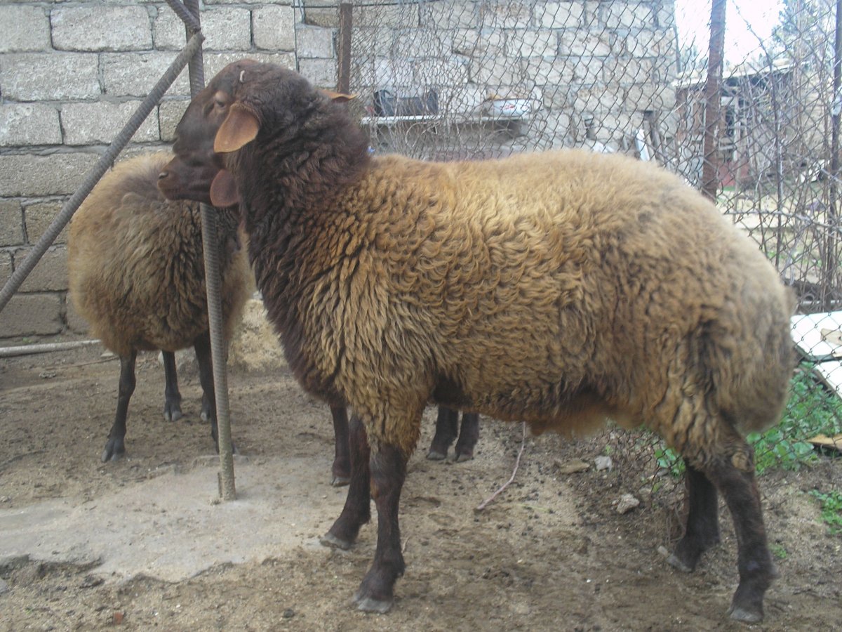 Балбас порода овец