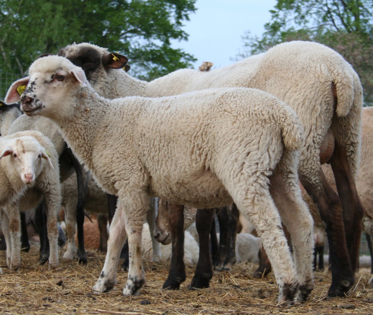 Цигайская порода овец