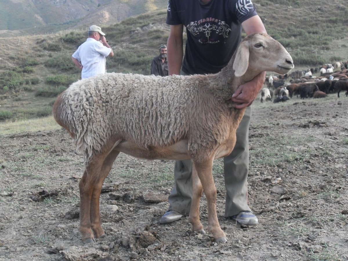 Гиссарская порода Баранов