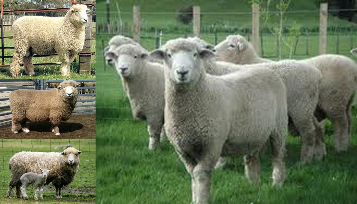 Цигайская порода овец