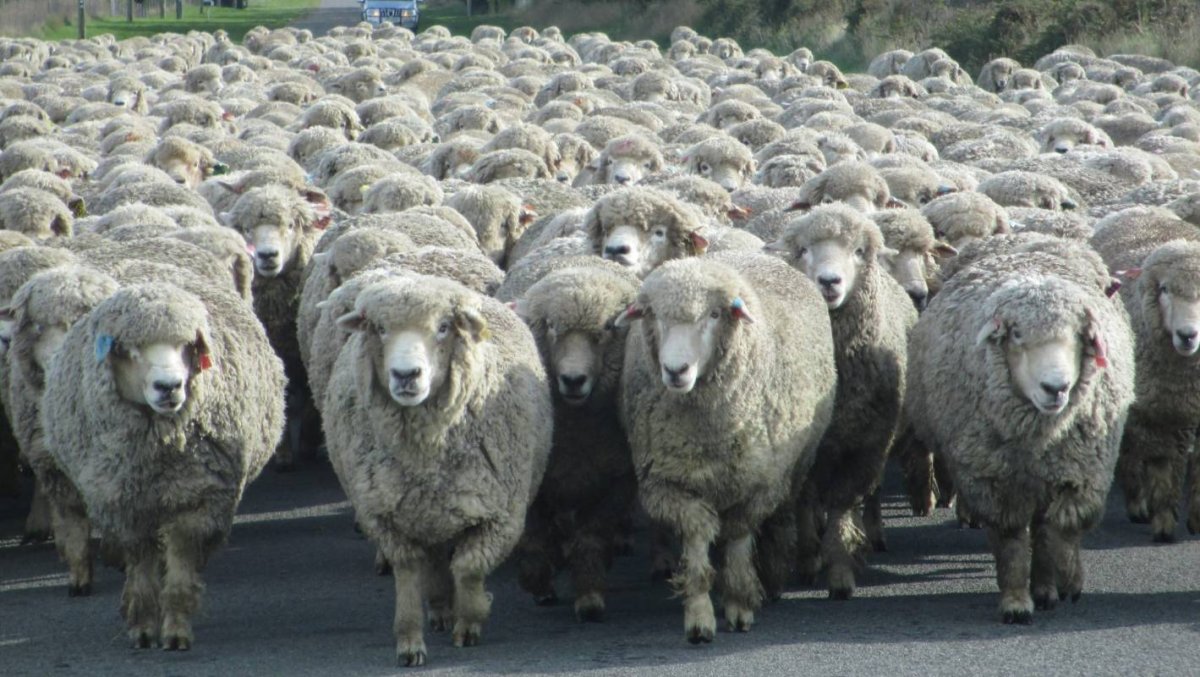 Корридейл (Corriedale)