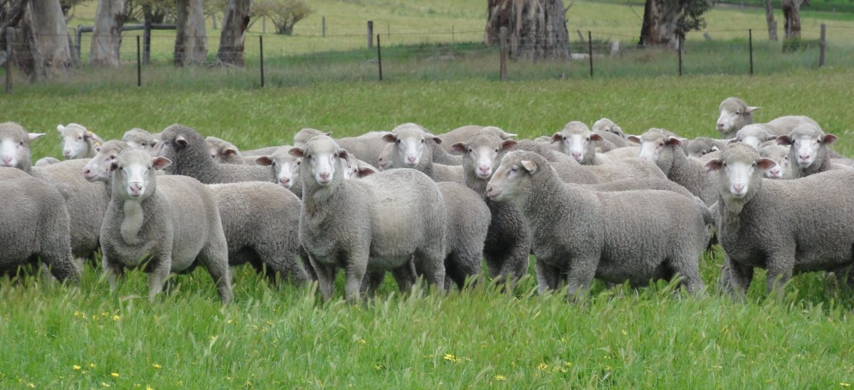 Северокавказская мясошерстная порода овец
