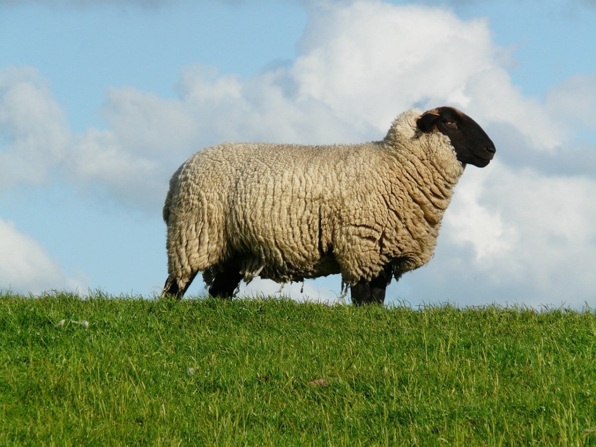 Бараны и овцы