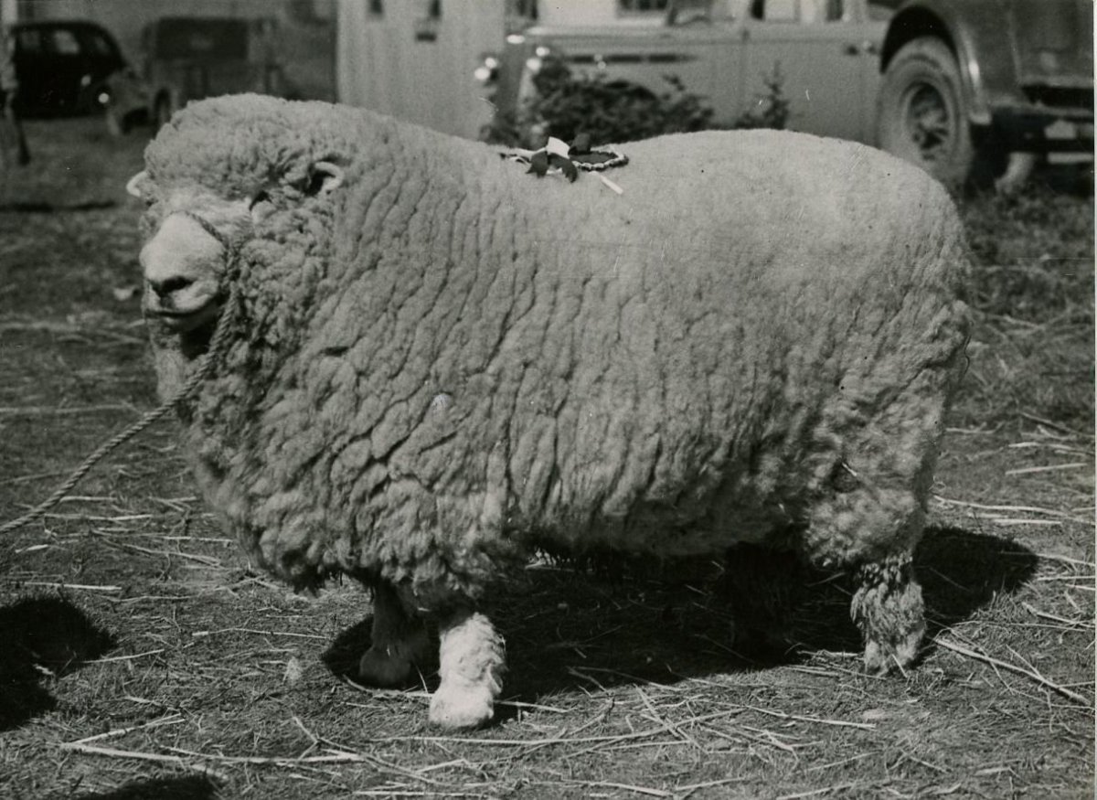 Горноалтайская порода овец