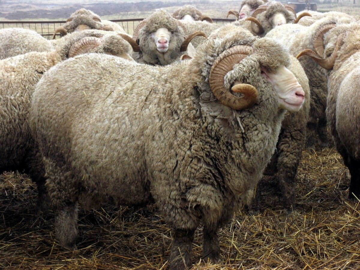 Алтайская тонкорунная порода овец