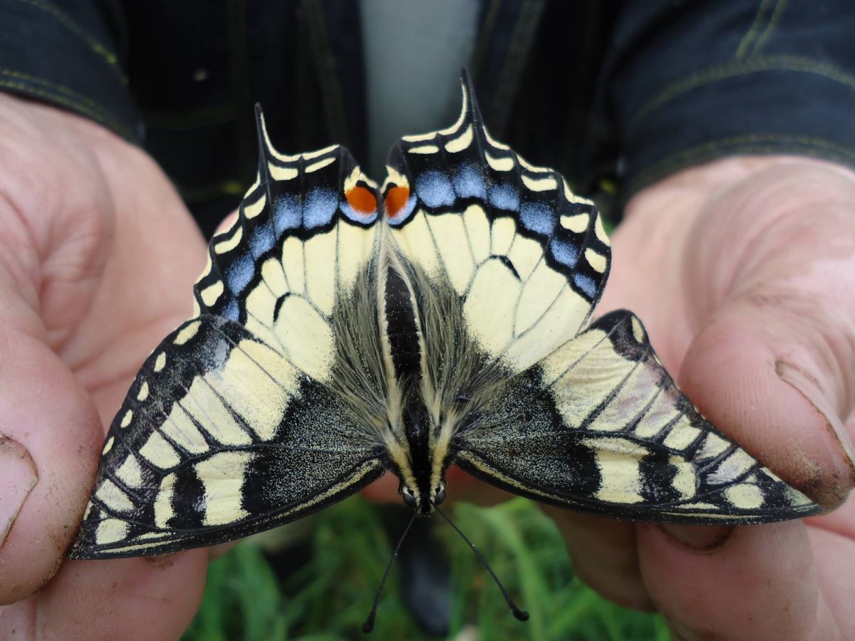 Фото профиля Инстаграм прикольное бабочка