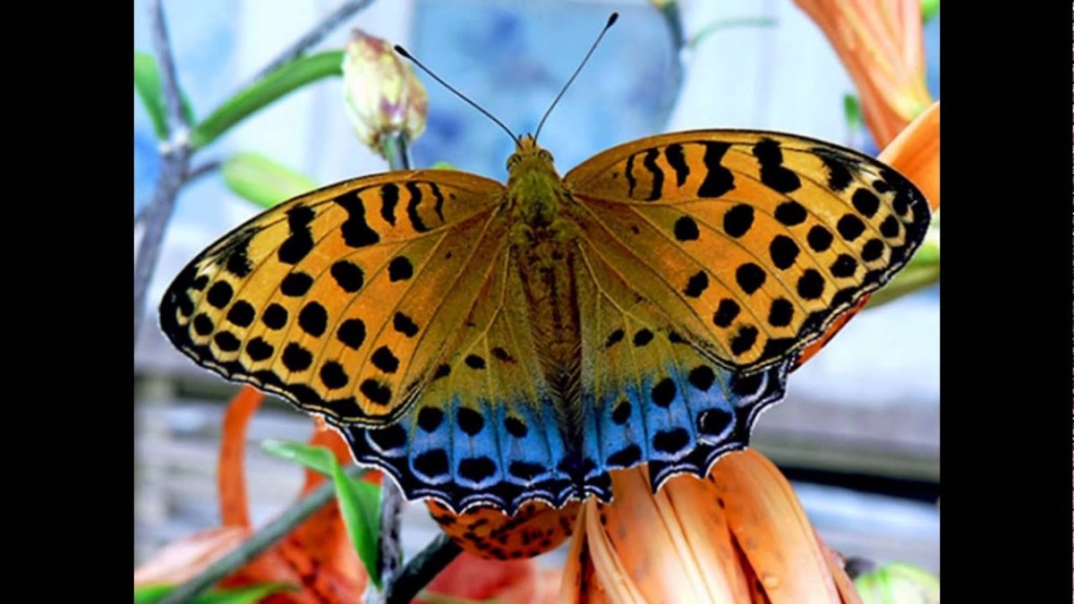 Перламутровка Пенелопа