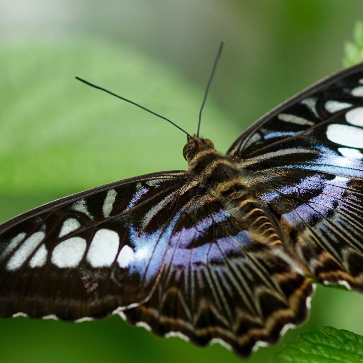 Сехмет богиня Египта