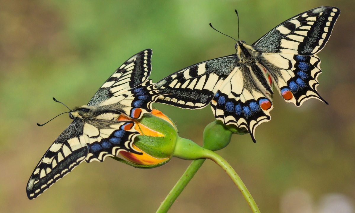 Papilio dehaanii
