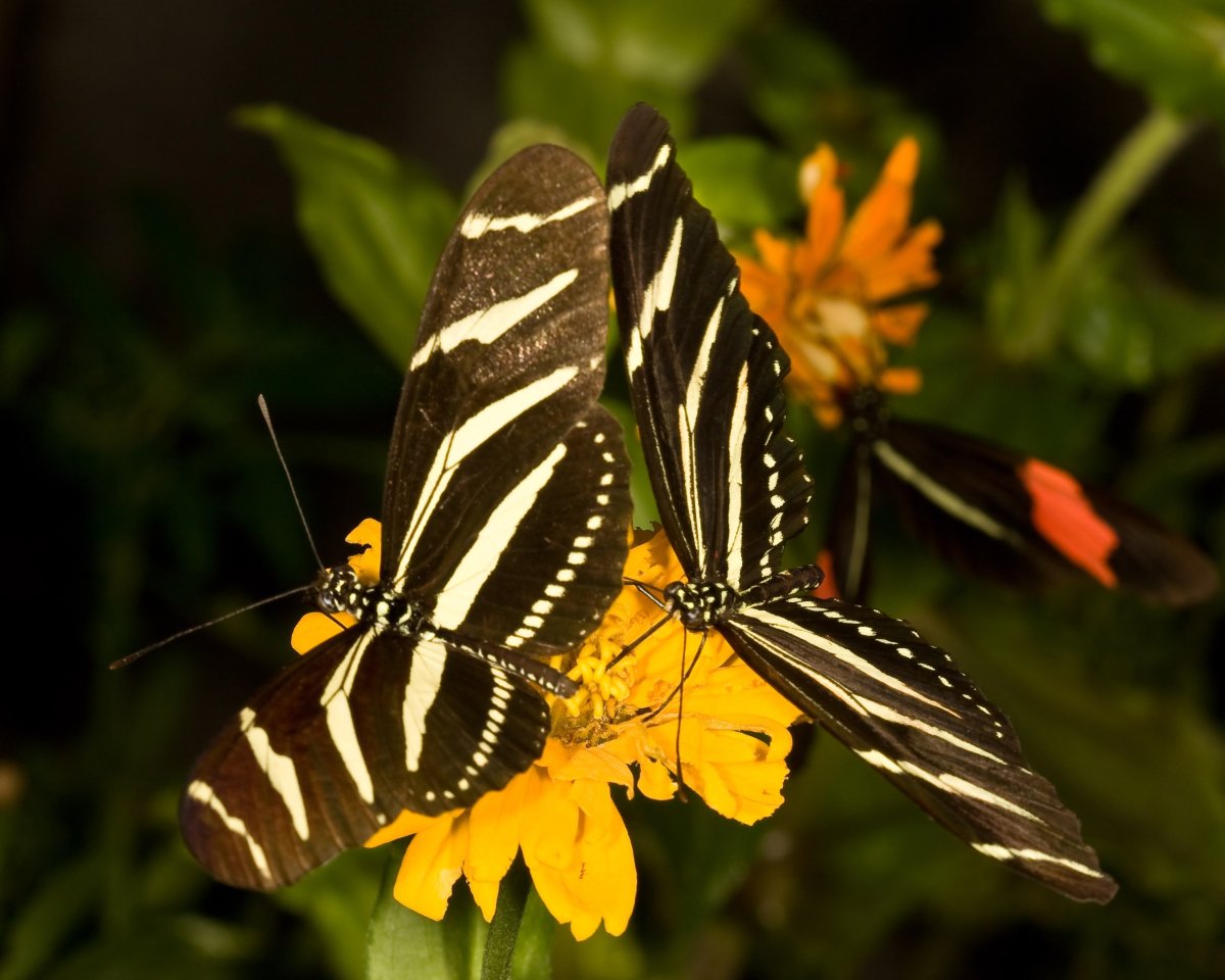 Какого цвета бывают бабочки