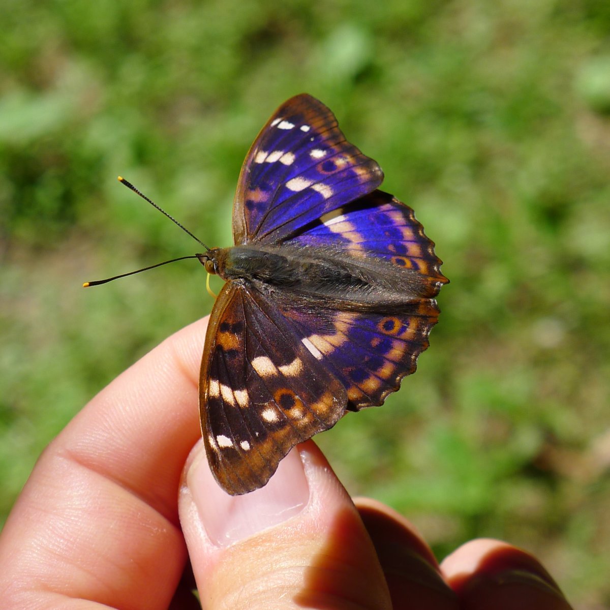 Бабочки документальный фильм
