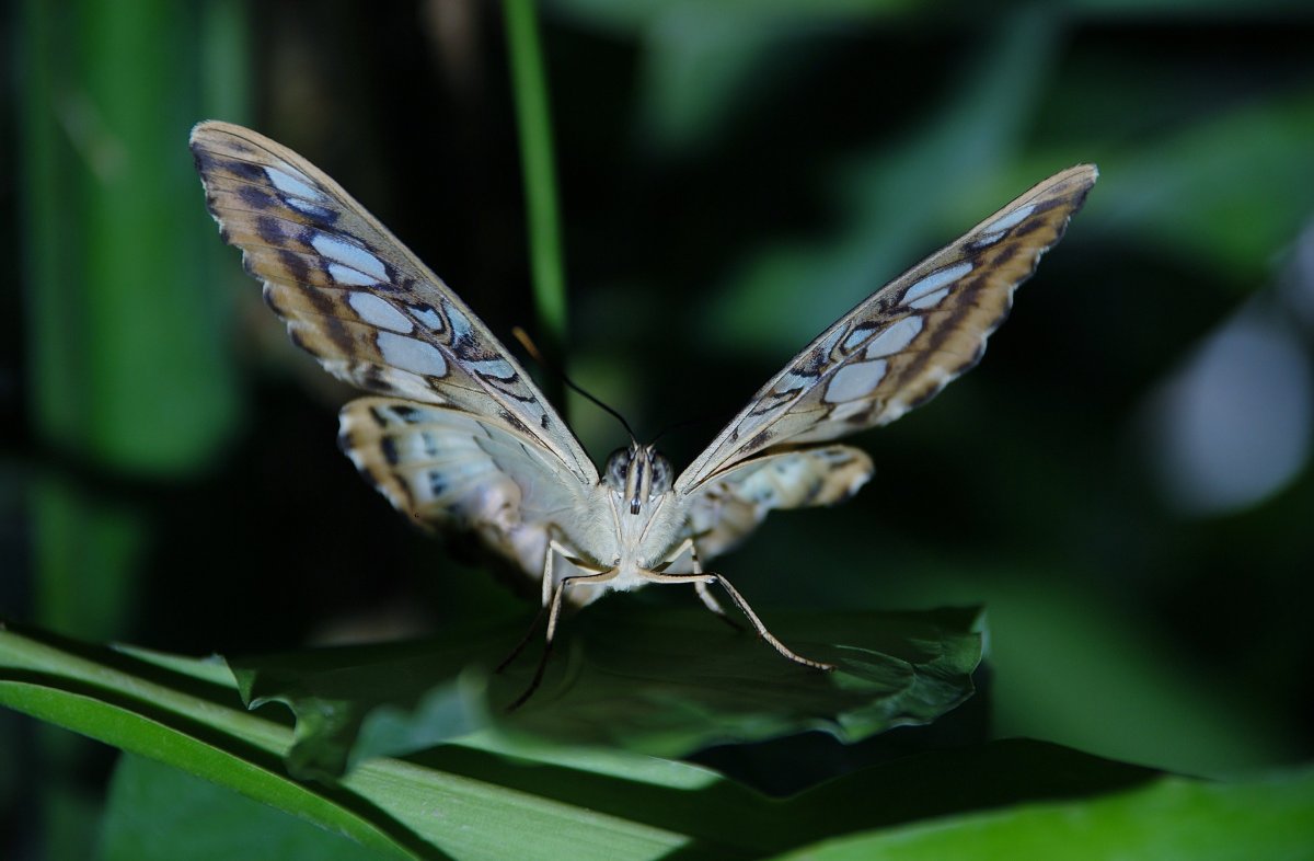 Небольшая белая бабочка с резными крыльями