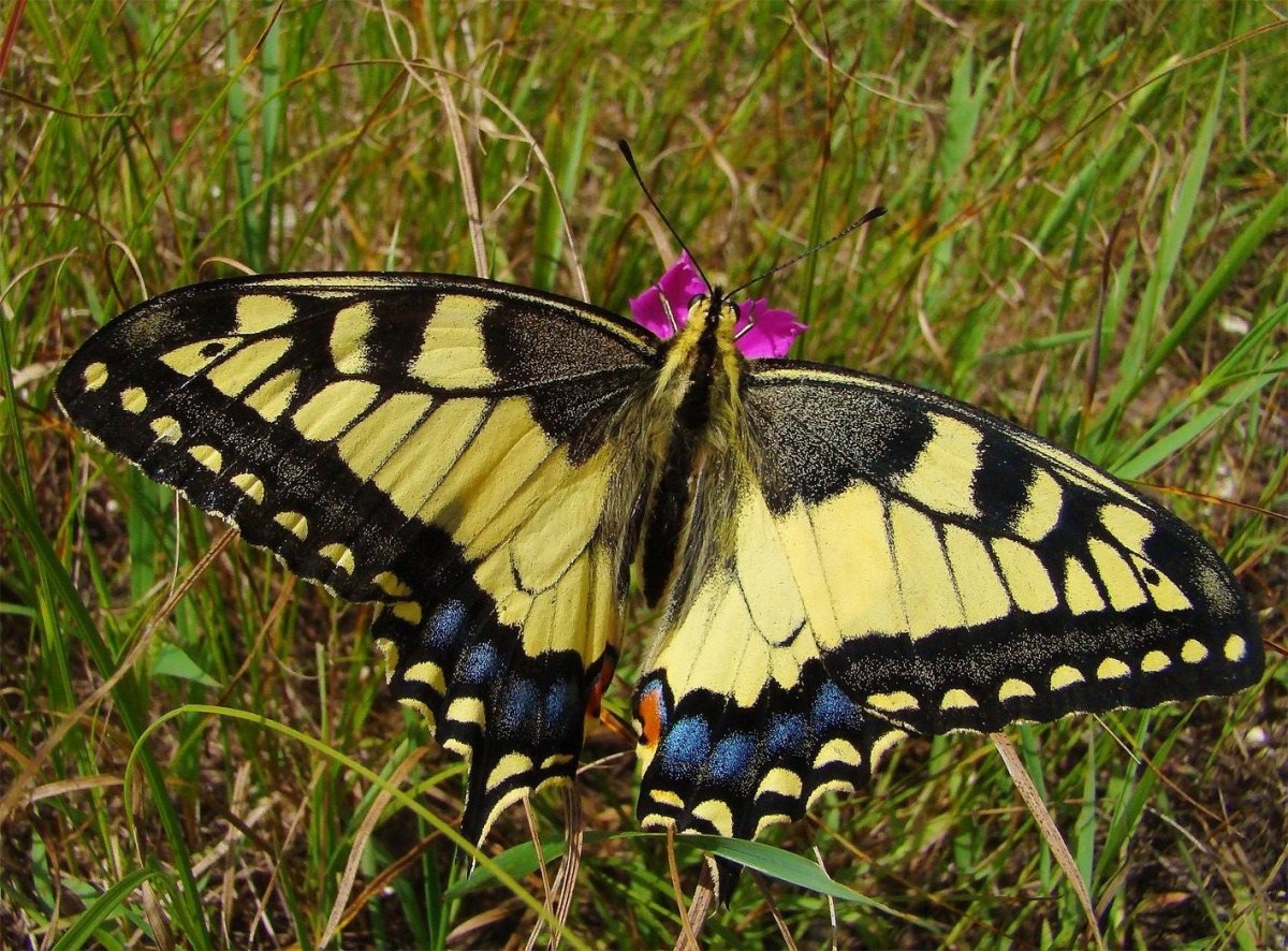 Бабочка Махаон обыкновенный