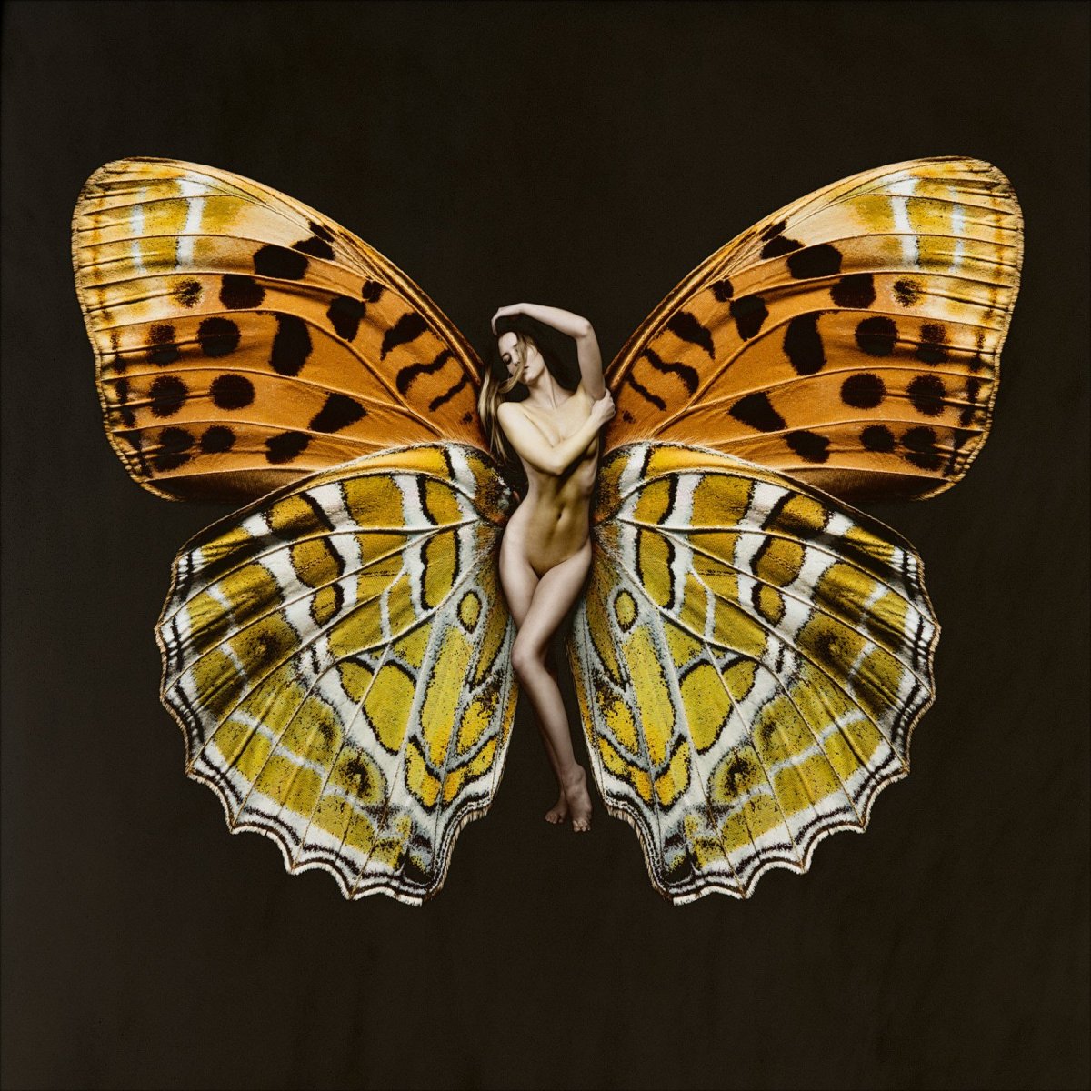 Распространение бабочек по планете