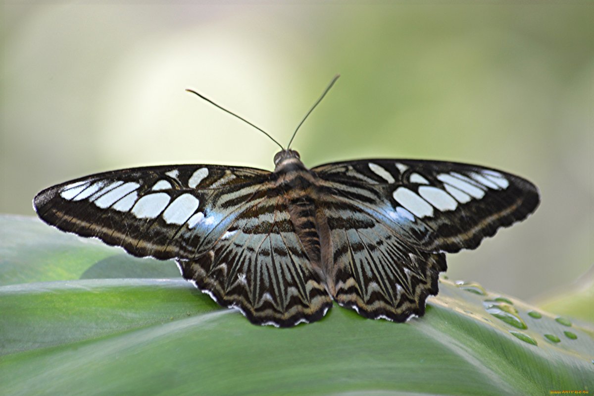 Бабочка фараон