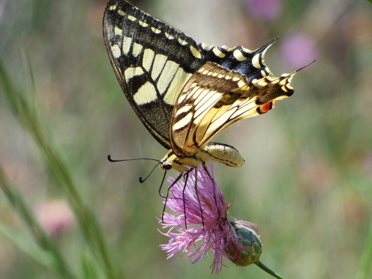 Махаон (Papilio Machaon)