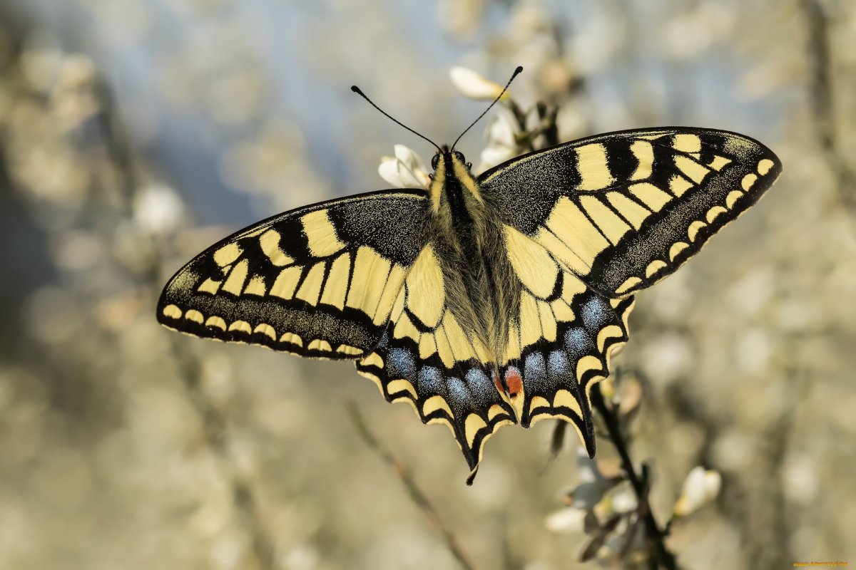 Махаон (бабочка)