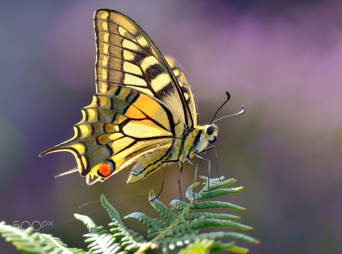 Насекомые бабочки Махаон