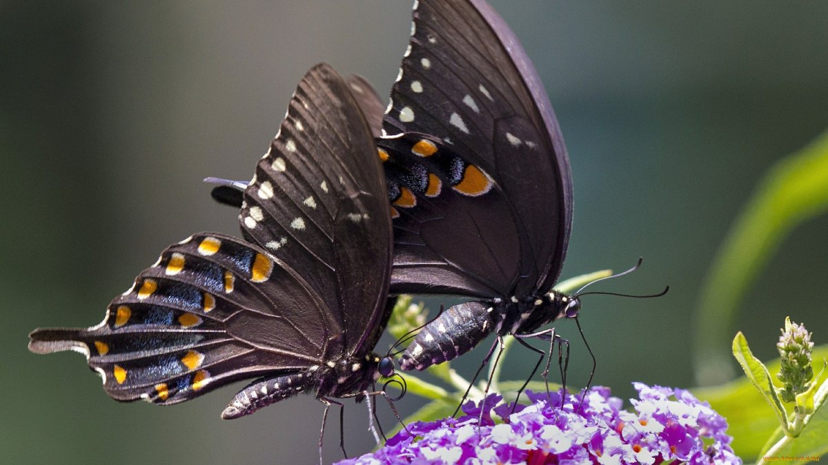 Пара бабочек